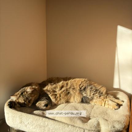 Photo 1/1 Gaufrette Chat lost in Bouffioulx