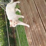 Picture of cat found at Clapiers