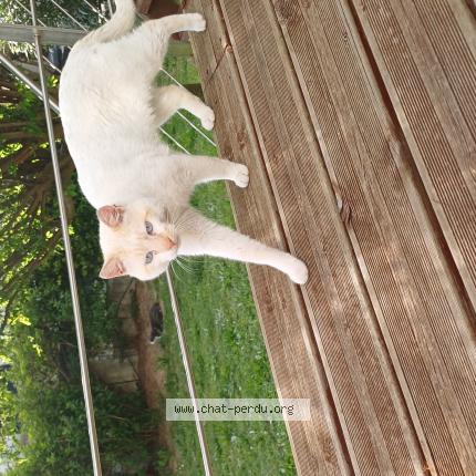 Photo 1/1 Found cat Found in Clapiers