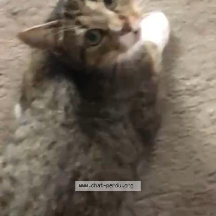 Photo 1/1 Aya Chat lost in St sebastien sur loire