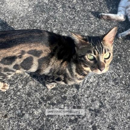 Photo 1/1 POMME Chat lost in Chambly