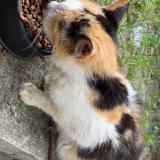 Picture of cat found at Onville