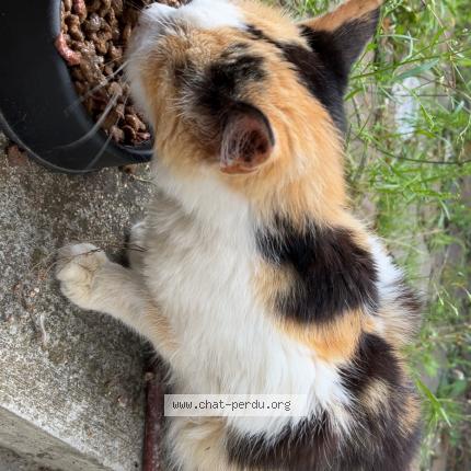 Photo 1/1 Found cat Found in Onville