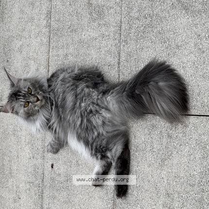 Photo 1/1 Tina Chat lost in Luce