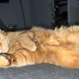 Picture of cat lost at Courtenay