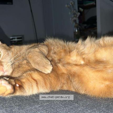 Photo 1/1 Tigrou Chat lost in Courtenay