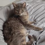 Picture of cat lost at Courtenay