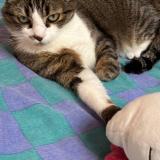 Picture of cat lost at Issoire