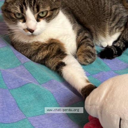 Photo 1/1 Kitty Chat lost in Issoire