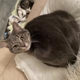 Picture of cat lost at Issoire