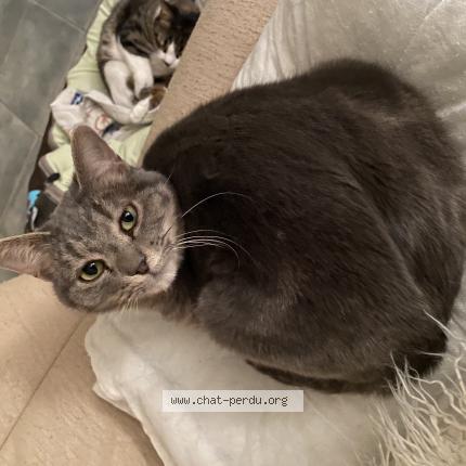 Photo 1/1 Praline Chat lost in Issoire