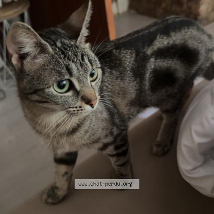 Photo 1/1 Mystic Chat lost in Lavans les saint claude