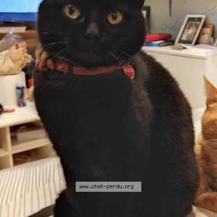 Photo 1/1 Lucky Chat lost in Aubiet