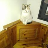 Picture of cat lost at Andance