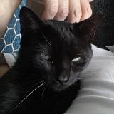 Picture of cat lost at Abbeville