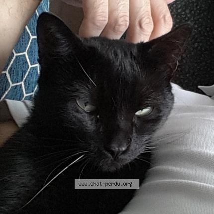 Photo 1/4 Ratatouille Chat lost in Abbeville