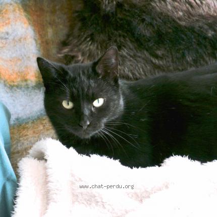 Photo 2/4 Ratatouille Chat lost in Abbeville