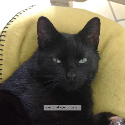 Photo 3/4 Ratatouille Chat lost in Abbeville