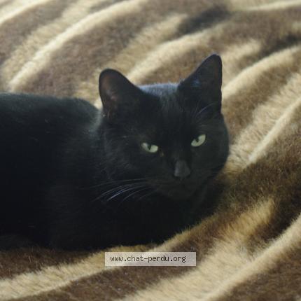 Photo 4/4 Ratatouille Chat lost in Abbeville