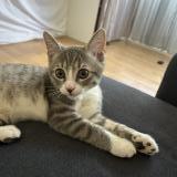 Picture of cat lost at Orleans