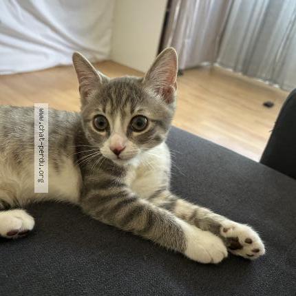 Photo 1/1 Mouggy Chat lost in Orleans