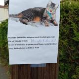 Picture of cat lost at Sartrouville