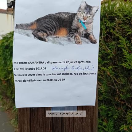 Photo 1/1 Samantha Chat lost in Sartrouville