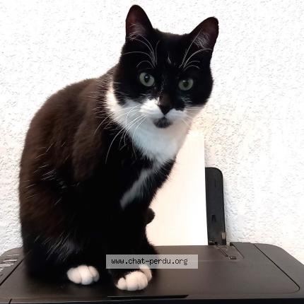 Photo 2/2 SYLLAB Chat lost in Gaillac