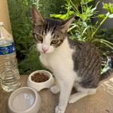 Picture of cat found at Le Bourget