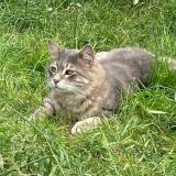 Picture of cat lost at Engenville