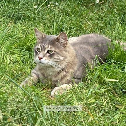 Photo 1/1 Nesta Chat lost in Engenville