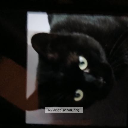 Photo 1/1 Salem Chat lost in Etrechy