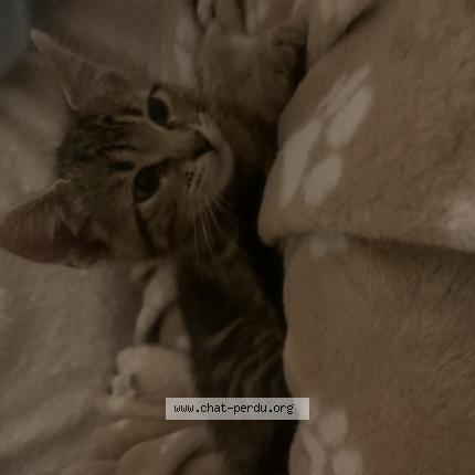 Photo 1/1 Cat reunited Lost in Elancourt