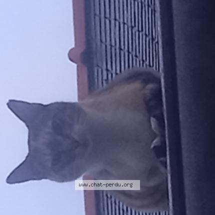 Photo 1/1 Katania Chat lost in Plumelec