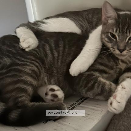 Photo 1/1 Tiger Chat lost in Valdosta