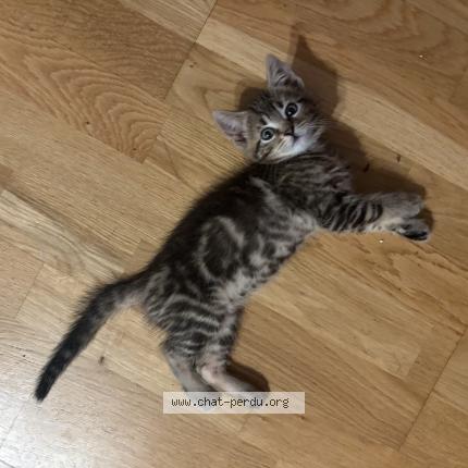 Photo 1/1 Bibi Chat lost in Elancourt