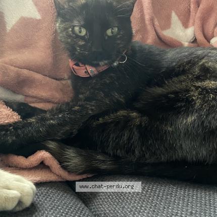 Photo 1/1 RIO Chat lost in Bergerac