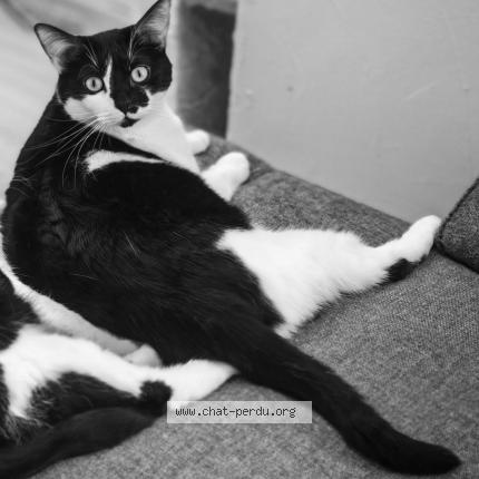 Foto 1/1 Wiedergefundene Katze Verloren in Bergem