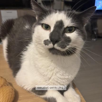 Photo 1/1 Obbie Chat lost in Cornebarrieu