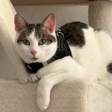 Picture of cat lost at Saint Avold