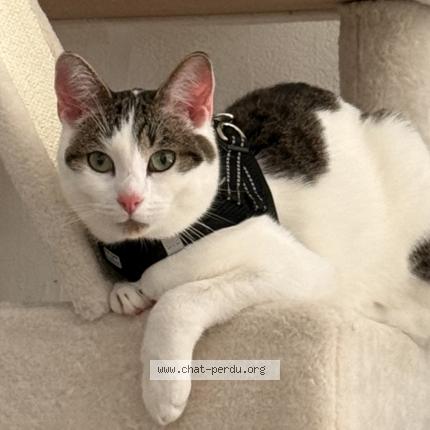 Photo 1/1 Arès Chat lost in Saint avold