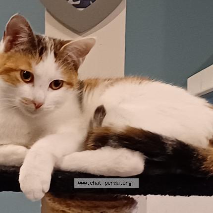 Photo 1/1 Violette Chat lost in Vieilley