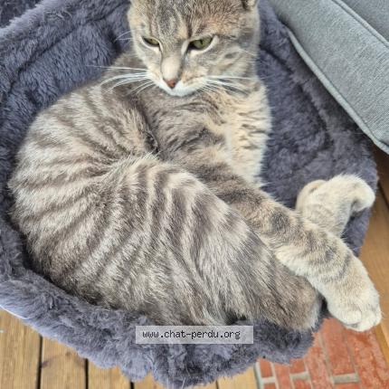 Photo 1/1 Fifille Chat lost in Cambrai