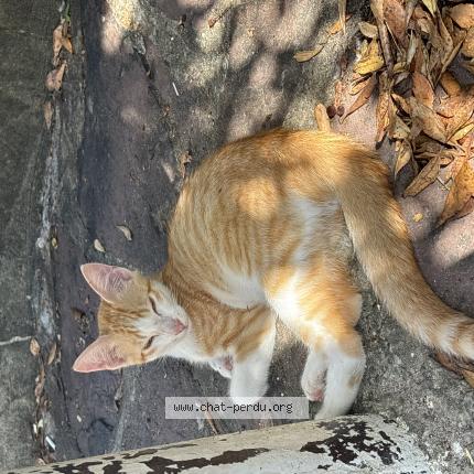 Photo 1/1 Aiko Chat lost in Seignosse