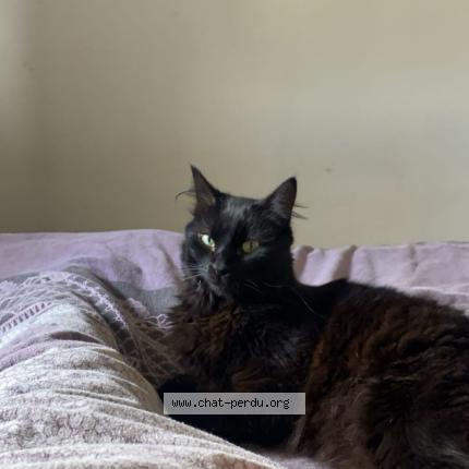 Photo 1/1 Spidey Chat lost in Bordeaux