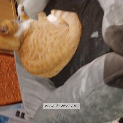 Photo 1/1 Louna Chat lost in Leglise