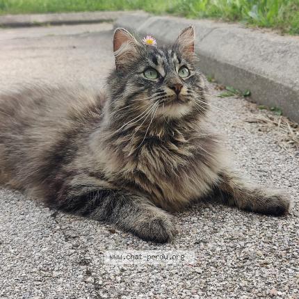 Foto einer verlorenen Katze in Begnins