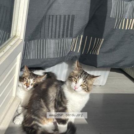 Photo 1/1 Calypso Chat lost in Uchaud