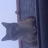 Picture of cat lost at Plumelec