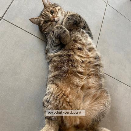 Photo 1/1 Tigrou Chat lost in Praast